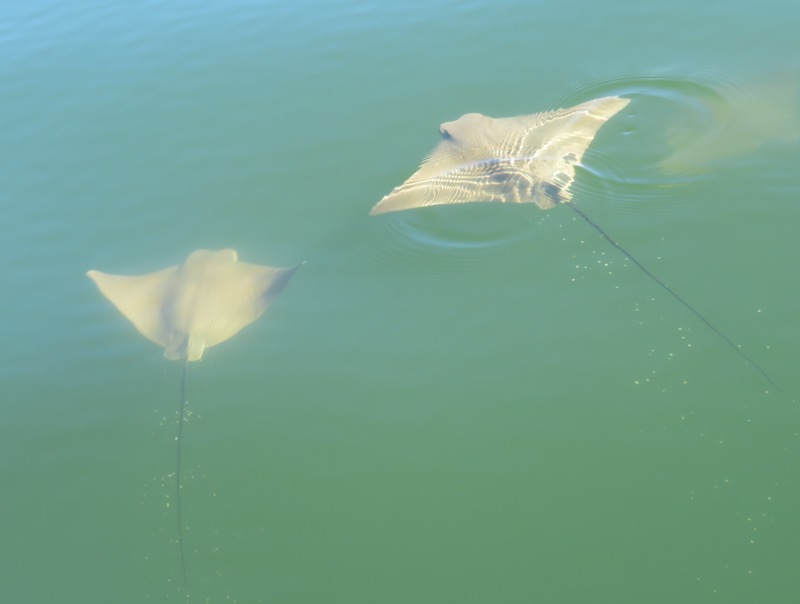 One ray comes to the surface