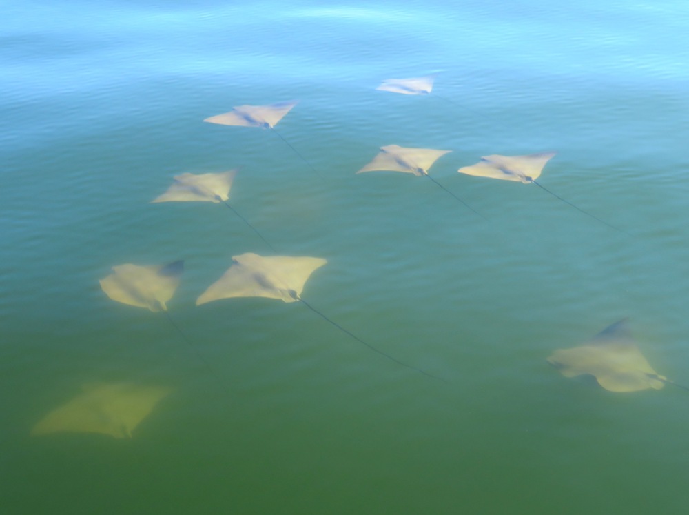Nine rays