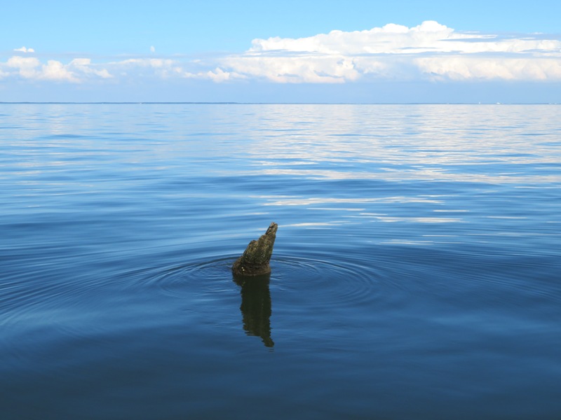 Log sticking out of the water