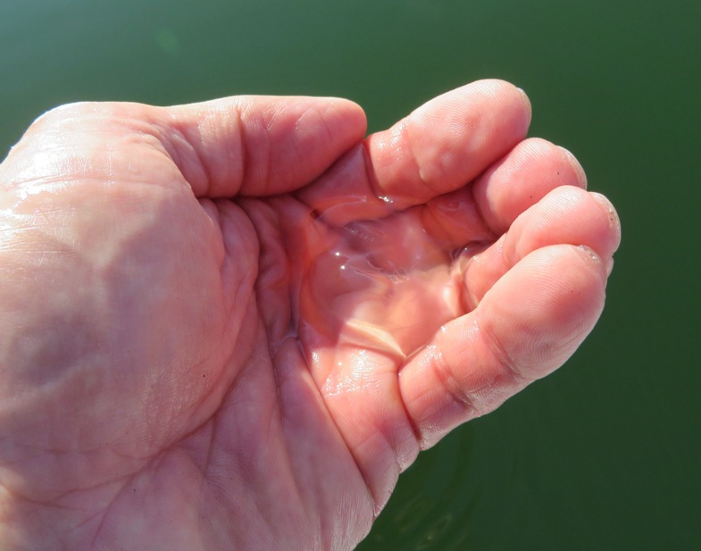 Comb jelly in my hand