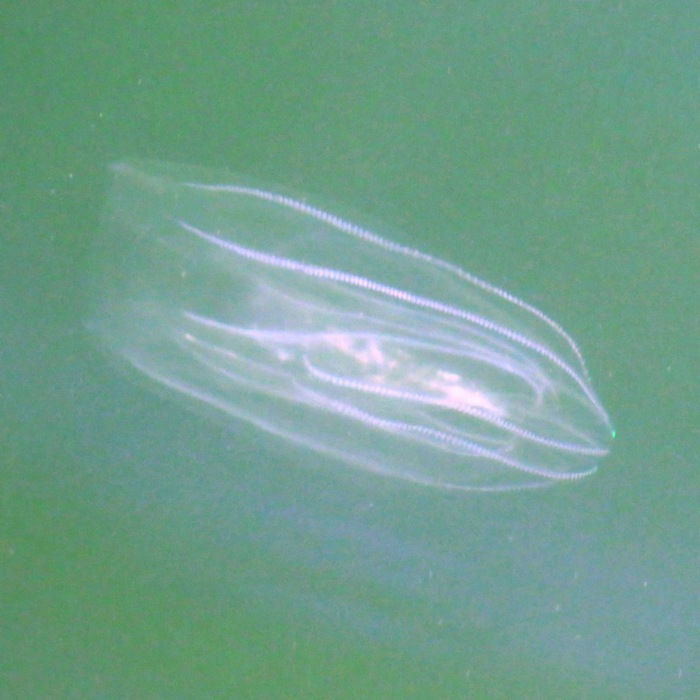 Side view, showing the beads of stuff that illuminates in darkness