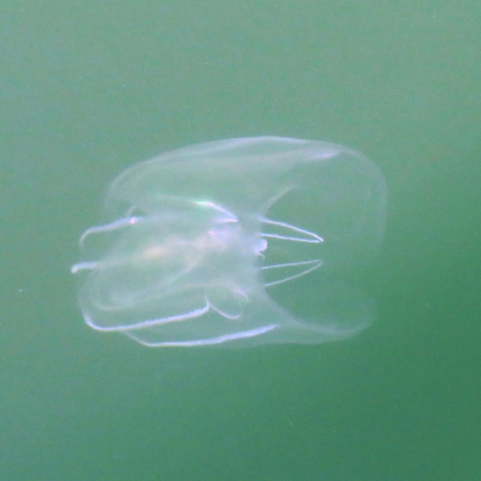 One more view of comb jelly