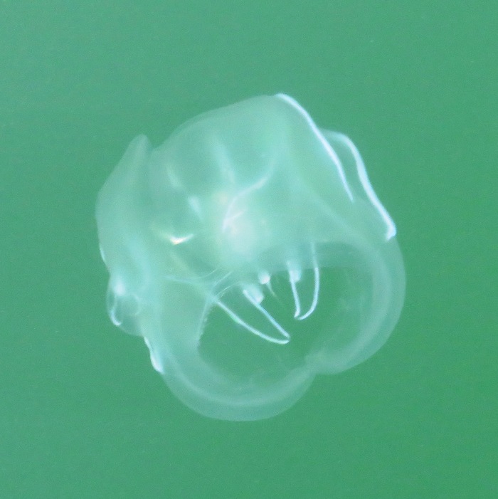 Comb jelly