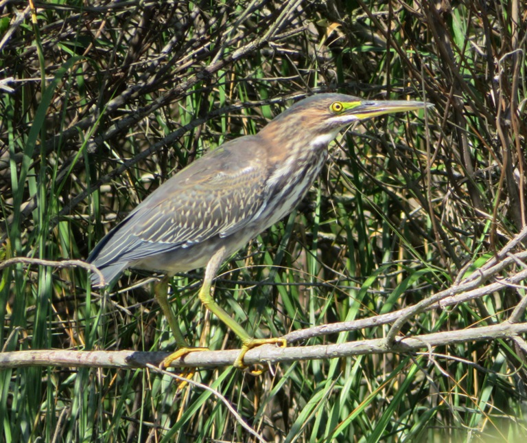Green heron on branch