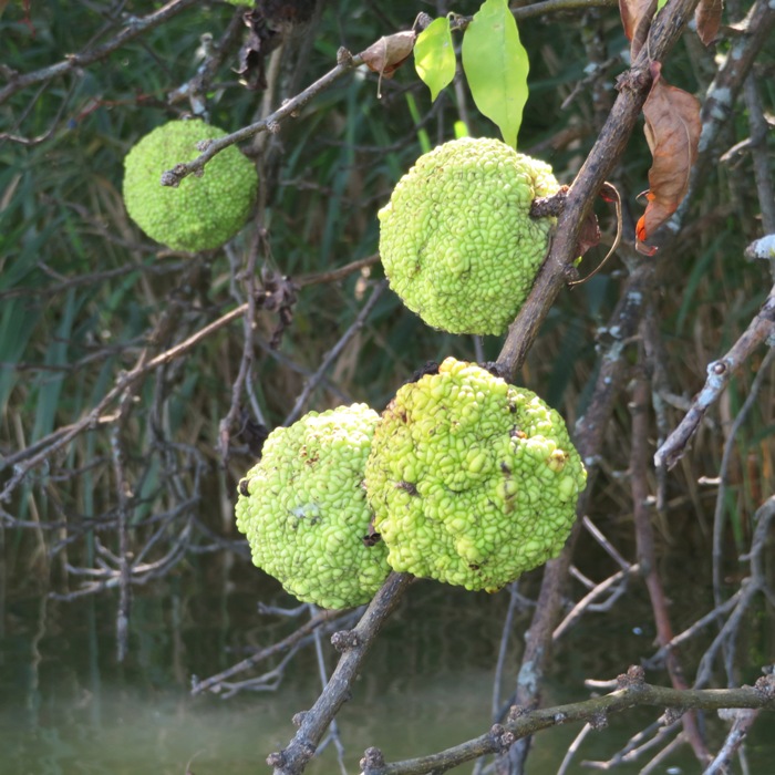 Osage oranges on tree