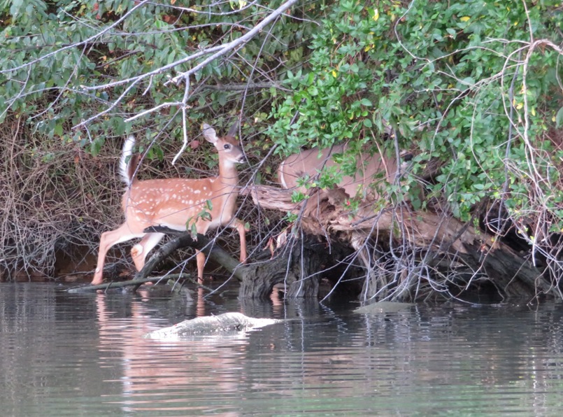 Two deer at edge of creek