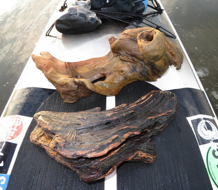 Two pieces of driftwood on my SUP
