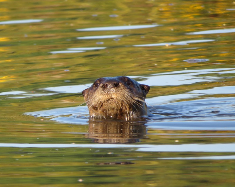 Otter swimming with its head above the water