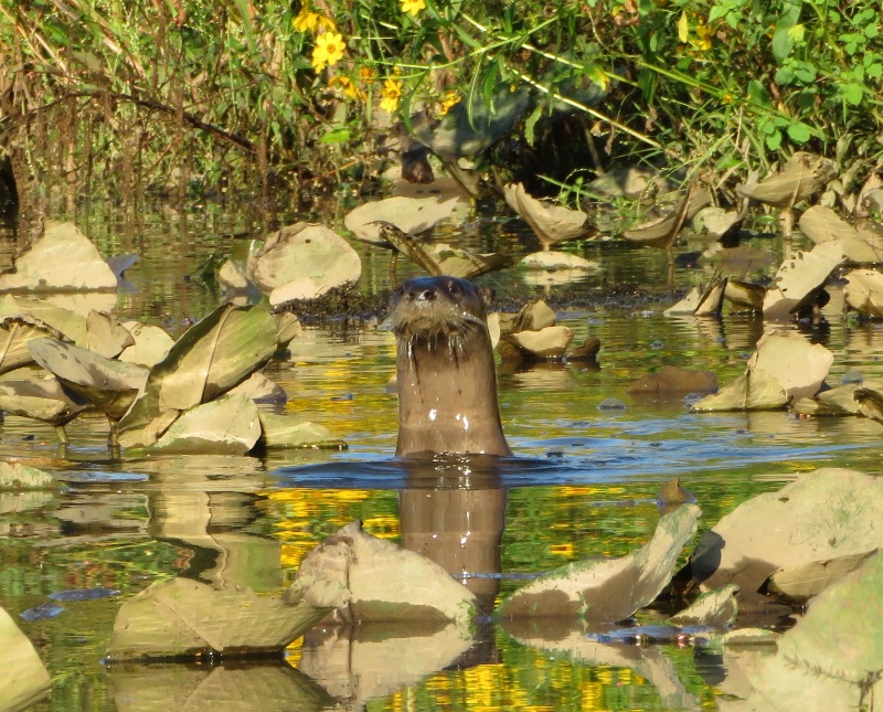 Otter with head high above the water amongst the spatterdock