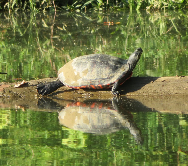 Turtle on log