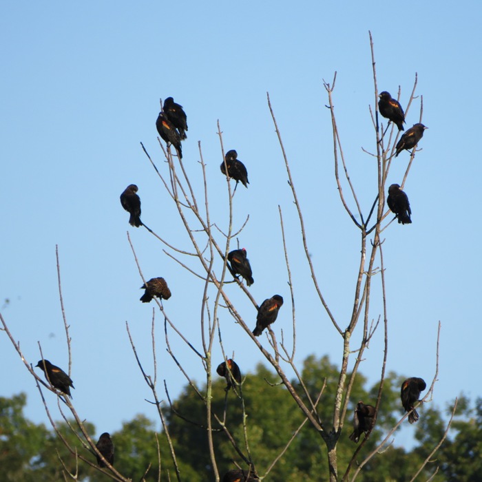 Numerous red-winged blackbirds in a tree