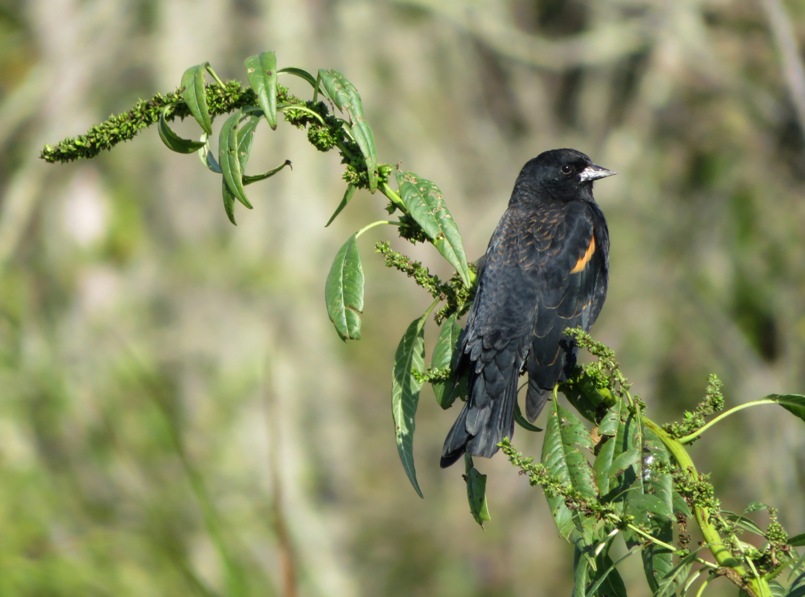 Well-lit view of red-winged blackbird perched
