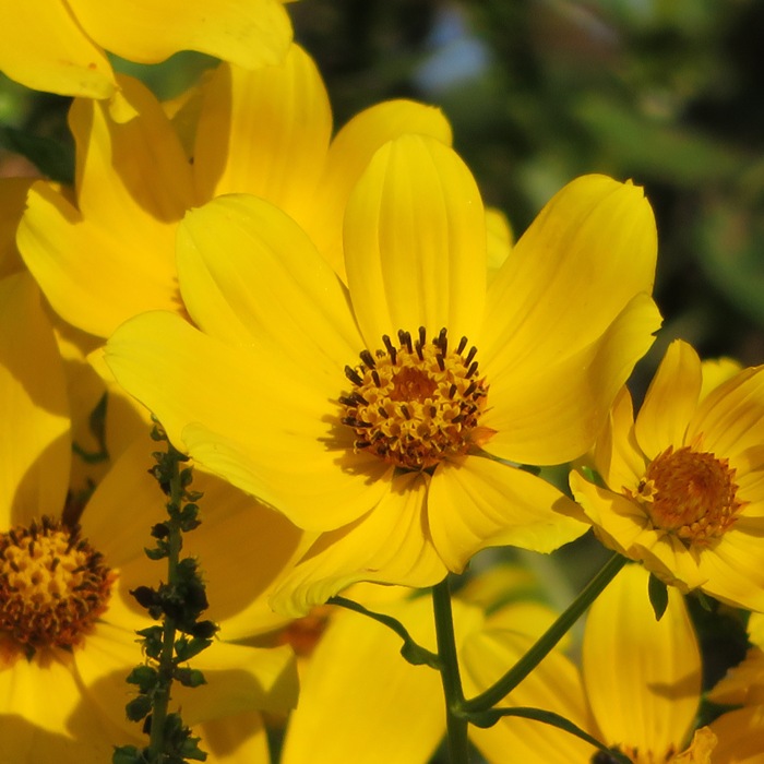 Close-up of Ozark tickseed sunflower