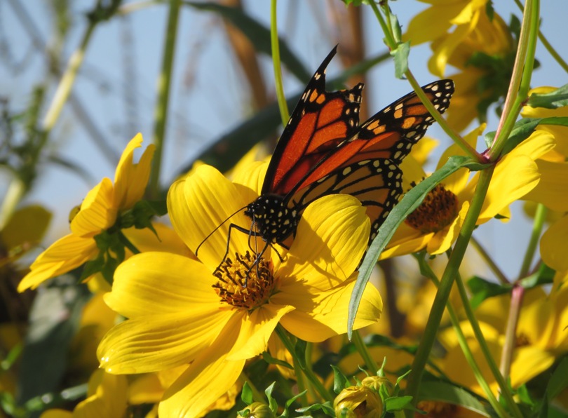 Monarch butterfly on Ozark tickseed sunflower