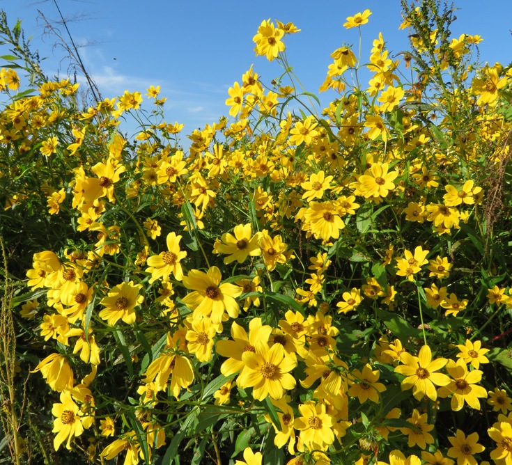 Cluster of Ozark tickseed sunflowers