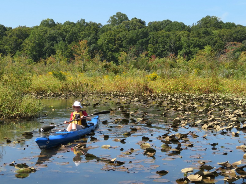 Norma kayaking amongst the spatterdock