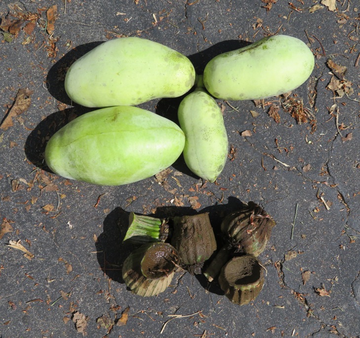 Four paw paws and five spatterdock seed pods