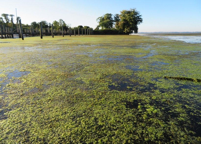 Thick vegetation on the water