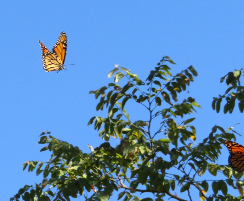 Monarch butterfly in flight