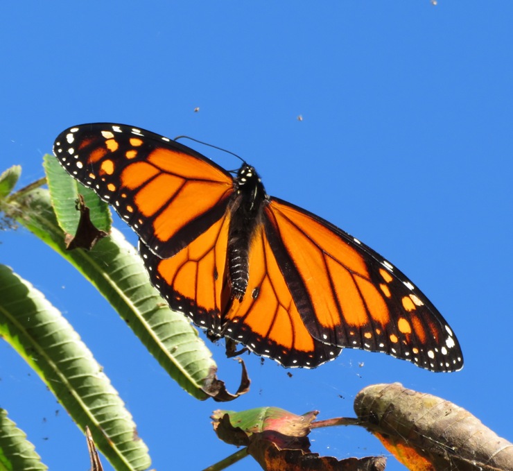 Male monarch on plant