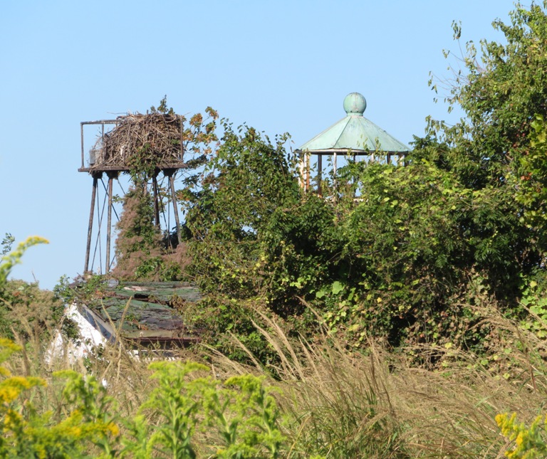 Roof of Fishing Battery Lighthouse with the rest concealed by vegetation
