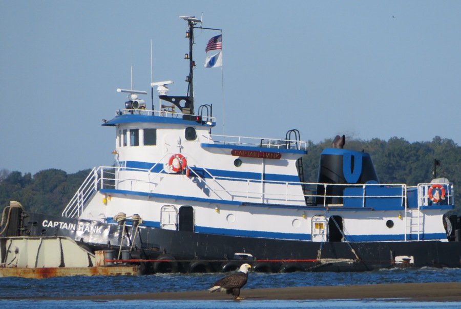 Eagle on the ground with a passing tug boat behind