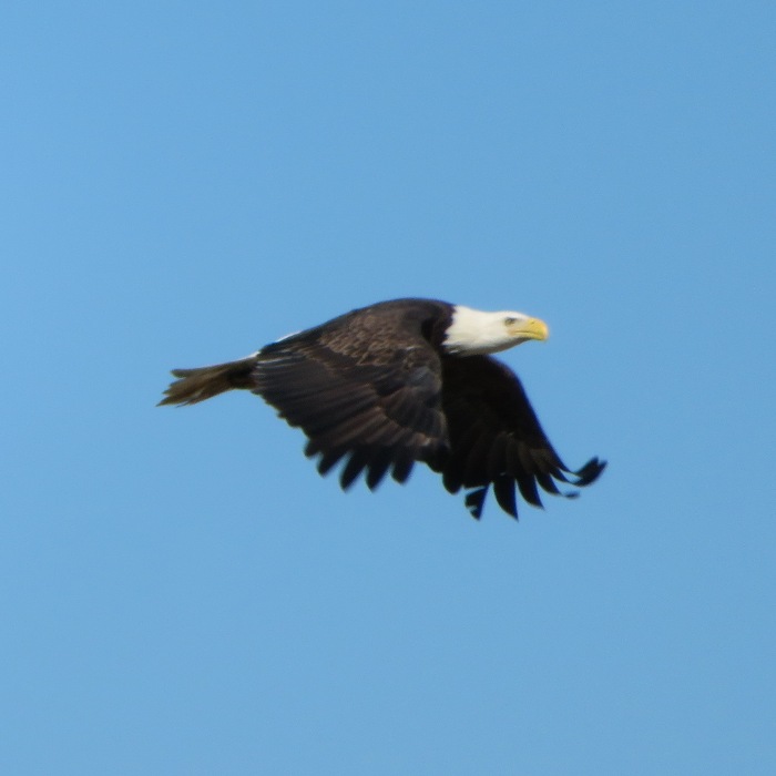 Bald eagle in flight