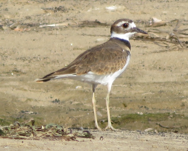 Killdeer on ground