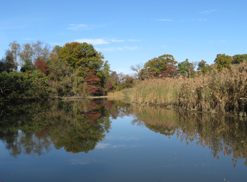 Peaceful view of Radcliffe Creek