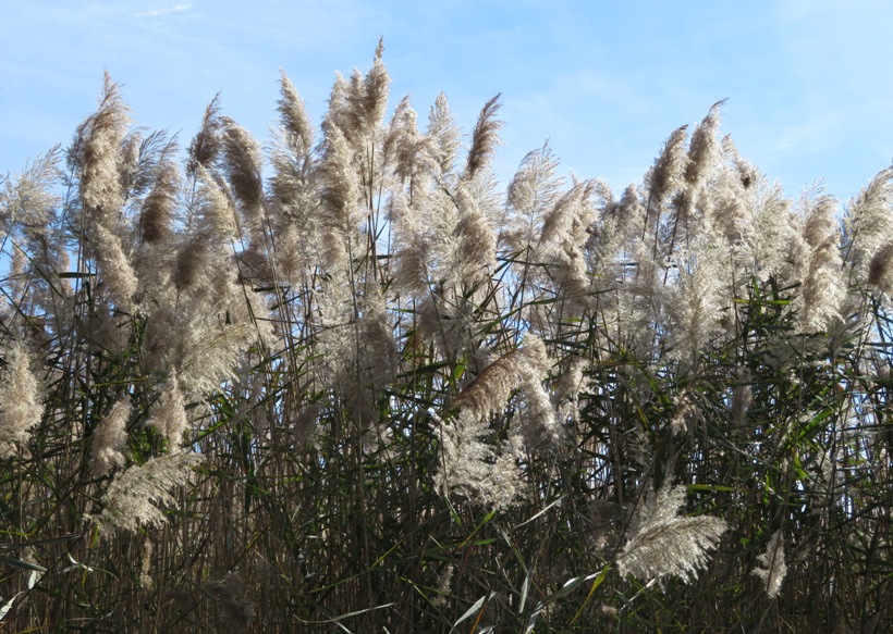 Phragmites