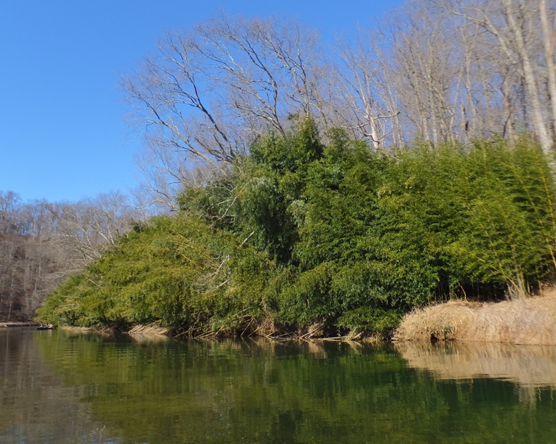 Bamboo grove with people in canoes near it