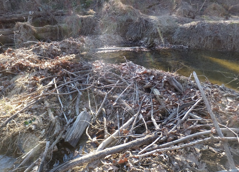 Thick beaver dam