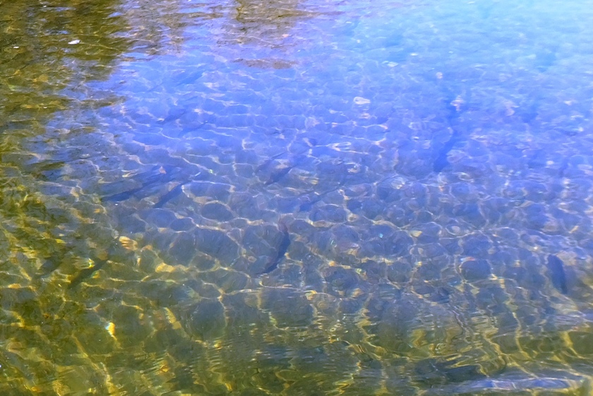 Fish in water
