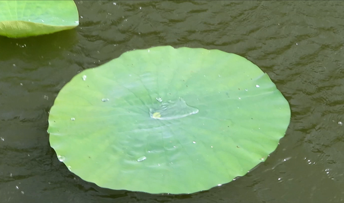 Water being splashed onto a lotus leaf and then beading off
