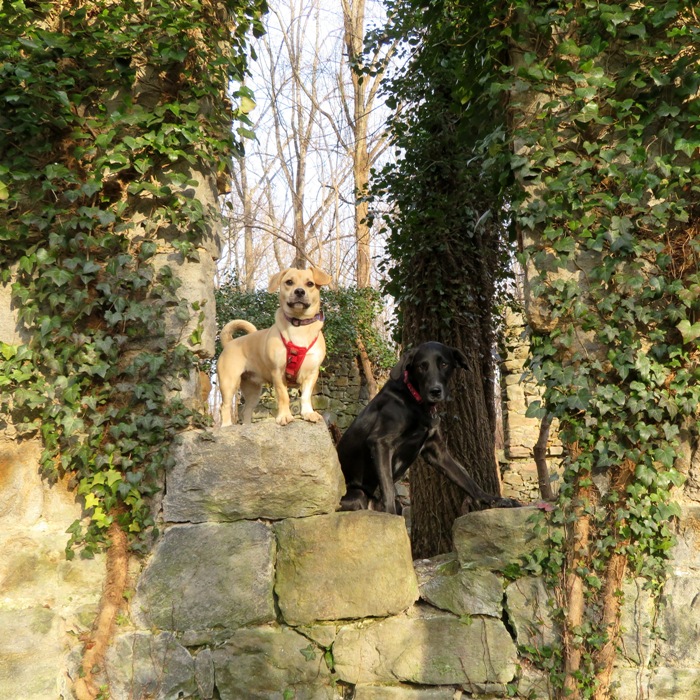 Daphne and Cassi in an old window of the church ruins