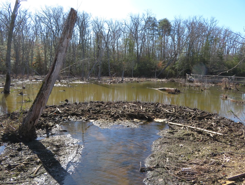 Perfectly formed beaver dam