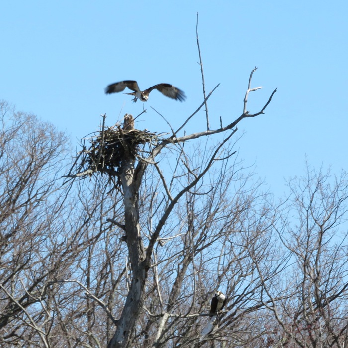 Two ospreys with one in flight above its nest