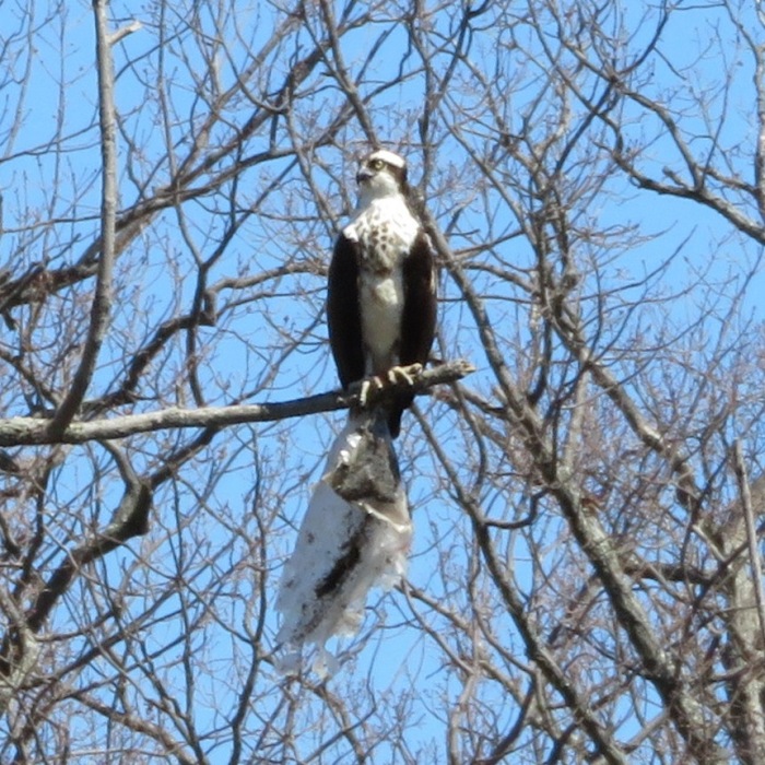 Osprey with plastic trash bag attached to it