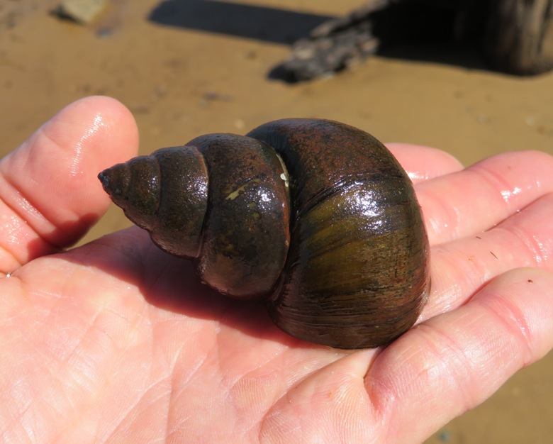 Mystery snail shell on my hand
