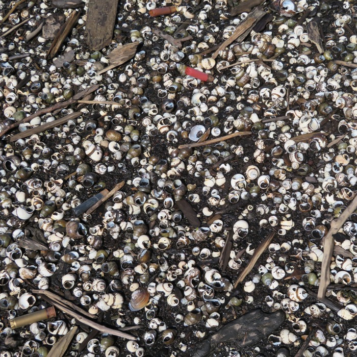 Hundreds of mystery snail shells in a muddy area