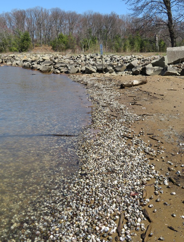 Thousands of mystery snail shells on a beach