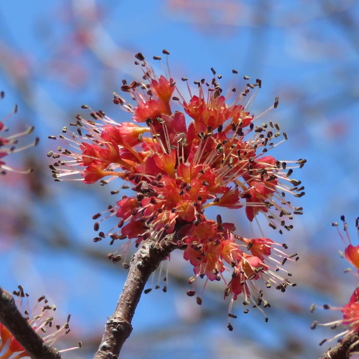 Red flowers on tree