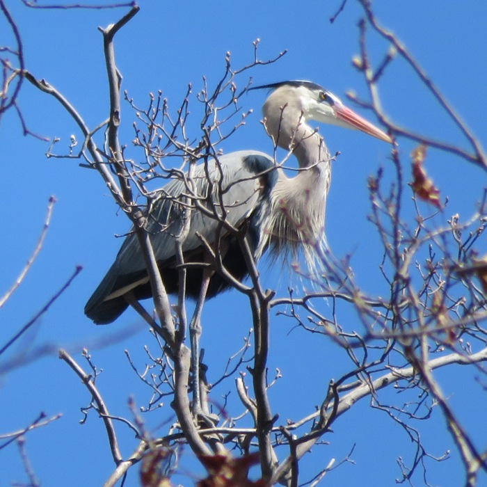 Single great blue heron in tree