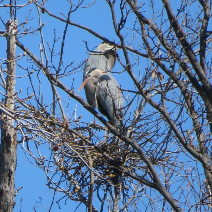 Two great blue herons with a nest needing a lot of work
