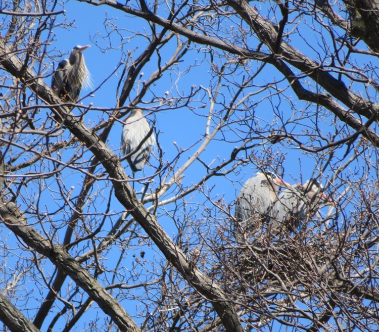 Four great blue herons