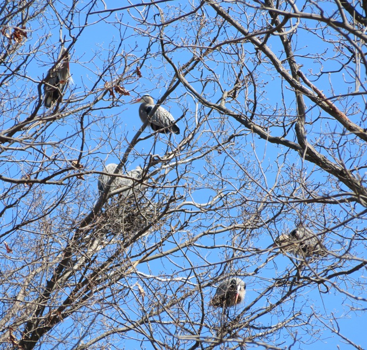 Possibly six great blue herons