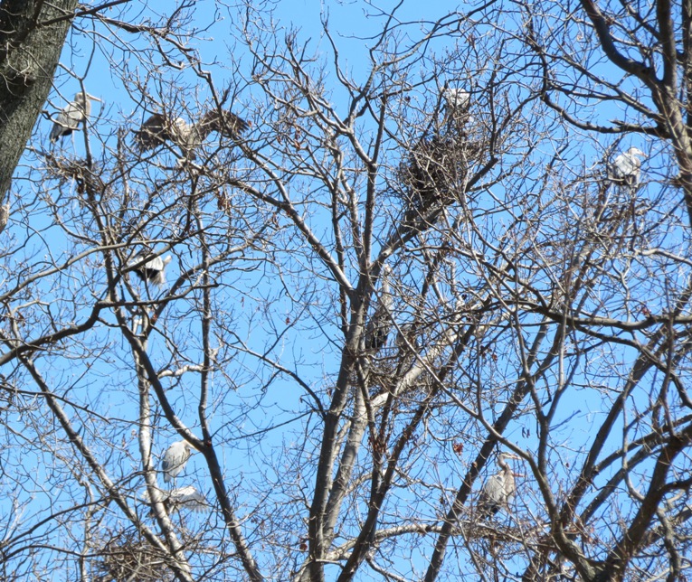 Lots of great blue herons partially hidden by the trees