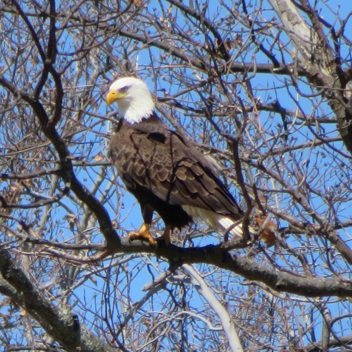 Bald eagle in tree