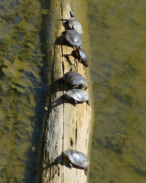 Six turtles on a log