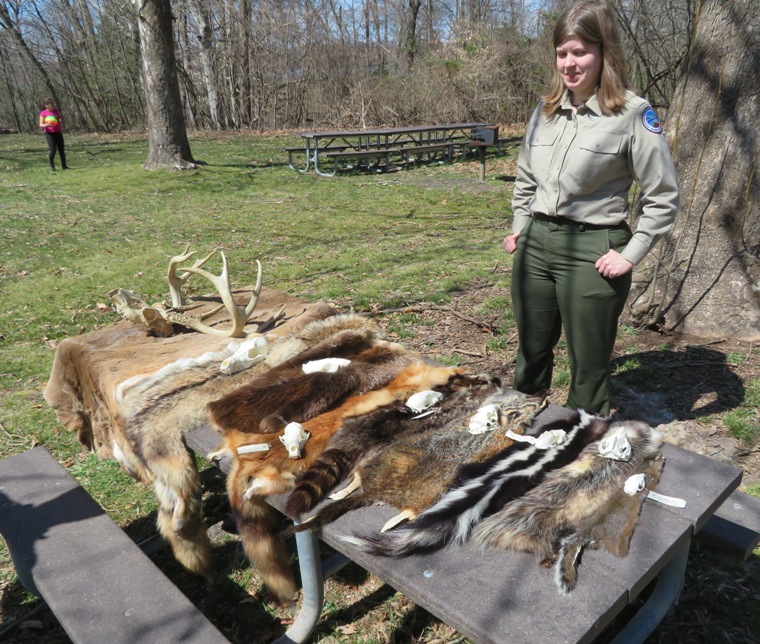 Ranger with furs on table